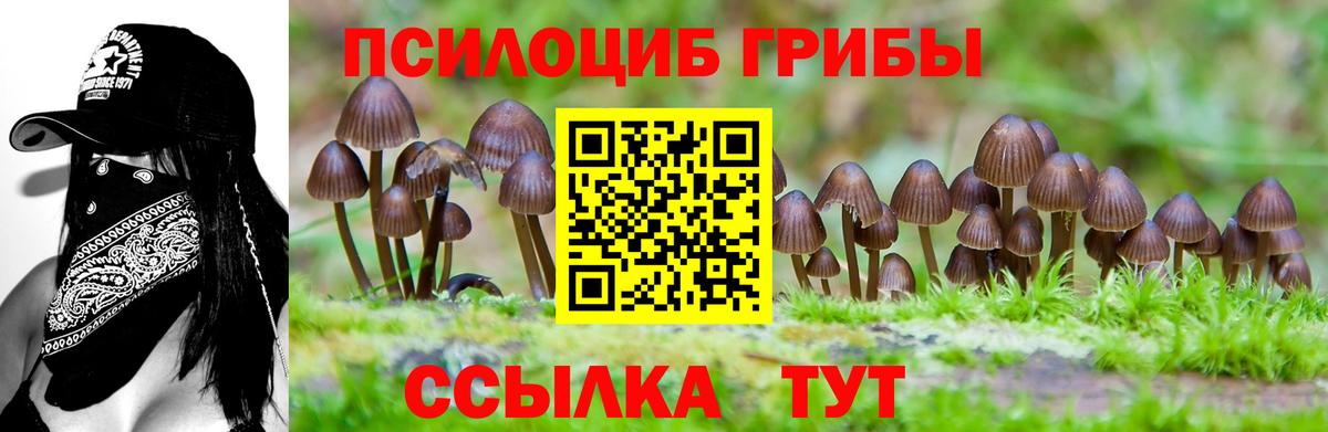 Тайшет  Галлюциногенные грибы Cubensis  Вход с VPN  магазин    Галлюциногенные грибы Psilocybe 